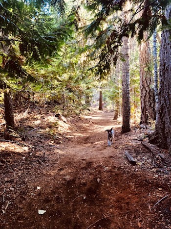 Photo of Dog Running Through Forest Trail