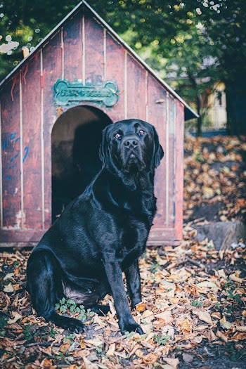Photo Of Dog Sitting Near Dog House