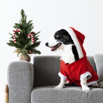 Photo of Dog Sitting On Couch