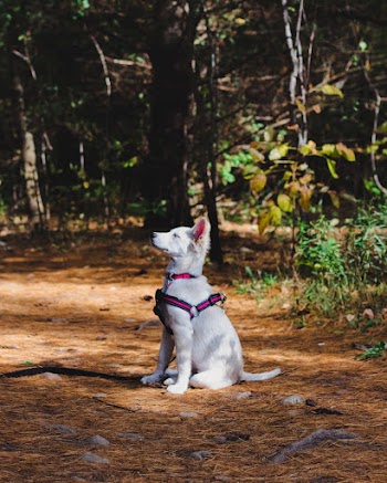 Photo of Dog Sitting On Ground