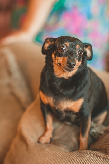 Photo Of Dog Sitting On Pillow