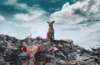 Photo of Dog Sitting on Top of Garbage