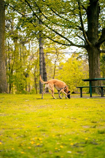 Photo of Dog Sniffing on Grass