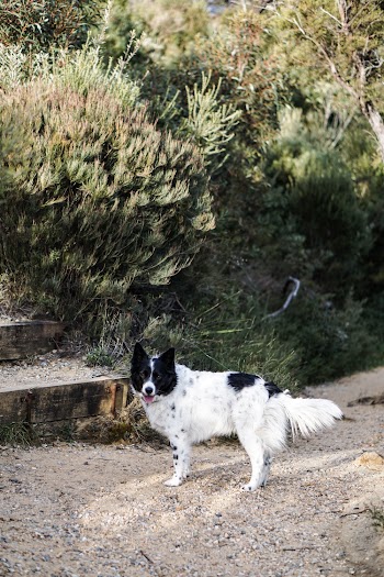 Photo Of Dog Standing Near Plants
