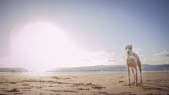 Photo Of Dog Standing On Seashore