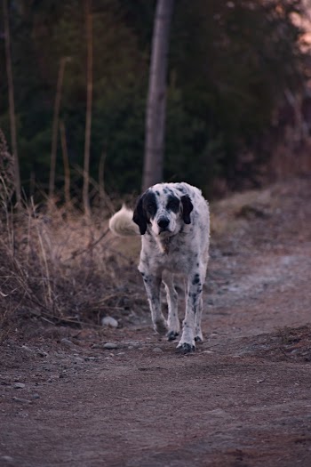 Photo of Dog Walking Alone on a Dirt Road