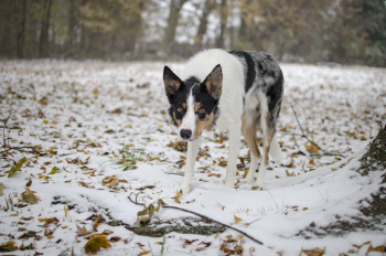 Photo Of Dog Walking On Snow