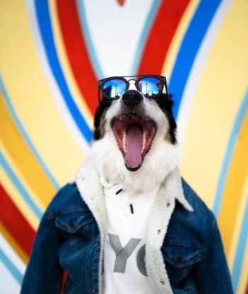 Photo of Dog Wearing Sunglasses