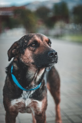 Photo of Dog With Blue Collar