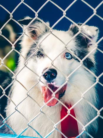 Photo of Dog With Different Eye Color