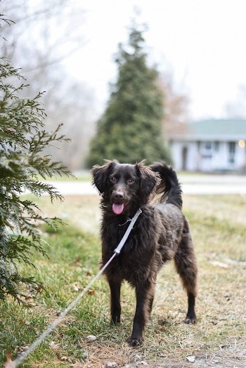Photo of Dog With Leash