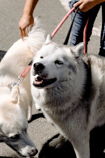 Photo of Dogs With Leash