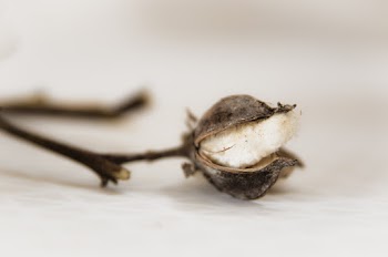 Photo Of Dried Flower