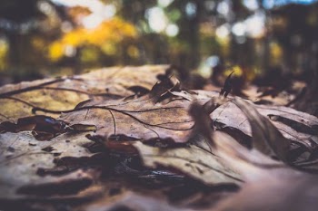 photo of dried leaves during day time