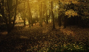 Photo of Dried Leaves Lying on the Ground