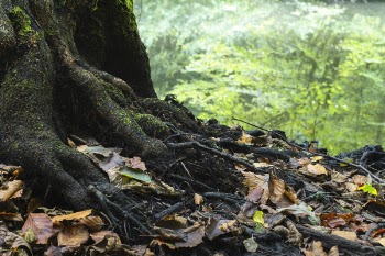 Photo Of Dried Leaves Near Tree