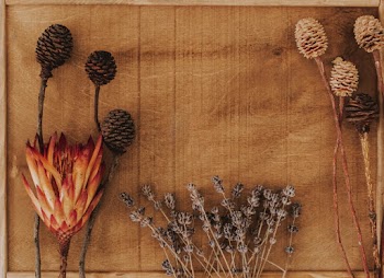 Photo Of Dried Pine Cones