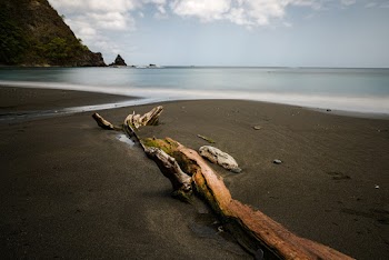 Photo of driftwood on black sand beach shore