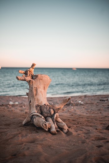 Photo of Driftwood on Sand
