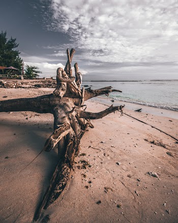 Photo of Driftwood on Shoreline