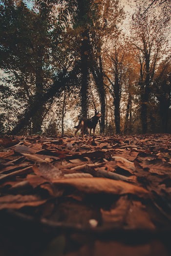 Photo Of Dry Leaves