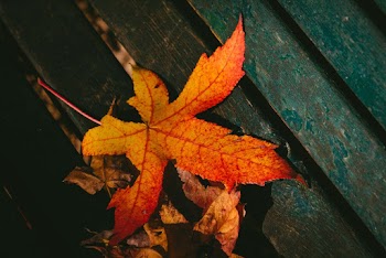 Photo of Dry Leaves
