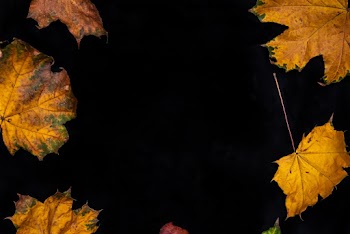 Photo of Dry Leaves Against Black Background