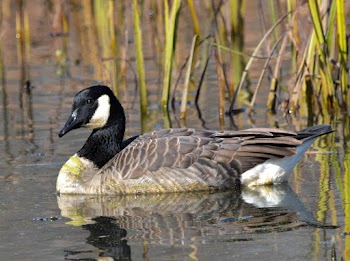 Photo of Duck on Water