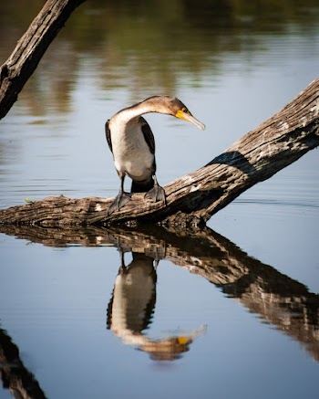 Photo of Duck Perched On Drift Wood