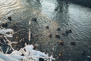 Photo of Ducks On Water