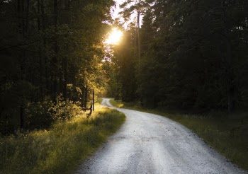 Photo of Empty Gravel Road Between Trees