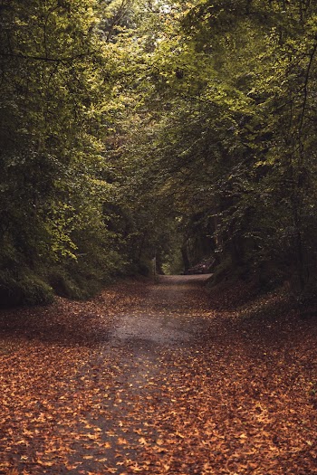 Photo of Empty Road Between Green Trees