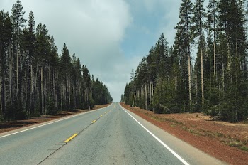 Photo of Empty Road With Trees on Either Side