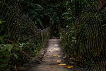Photo of Empty Wooden Bridge