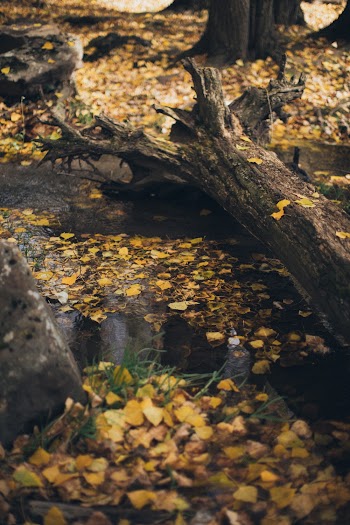 Photo of Fallen Leaves on Water and Near Tree Log