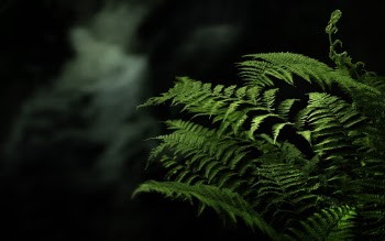 Photo of Fern Leaves in Dark Background
