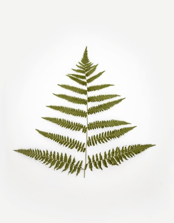 Photo of Fern Plant