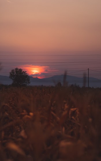 Photo Of Field During Dawn