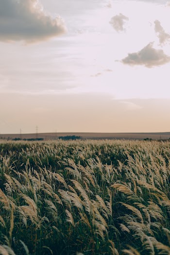 Photo Of Field During Daytime