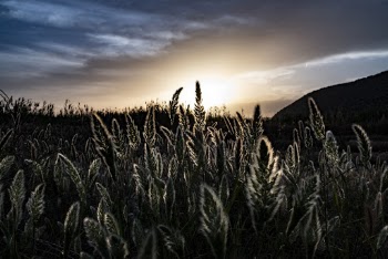 Photo Of Field During Daytime