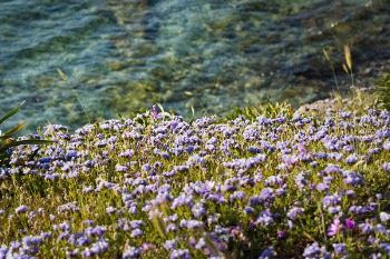 Photo of Field of Flowers Near Water