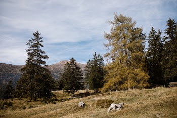 Photo of Field with Trees Near Mountain