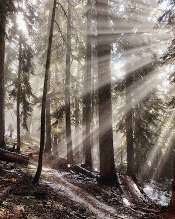 Photo of Fir Trees During Daytime