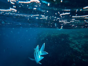 Photo of Fish in Sea Near Reef