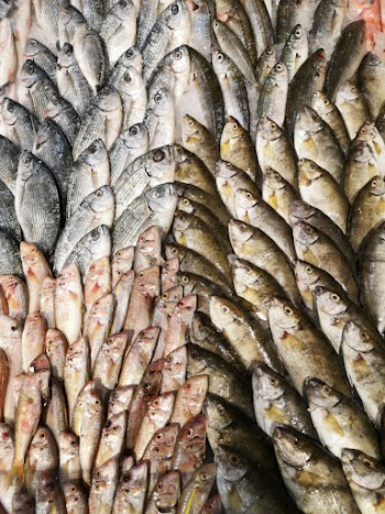 Photo of Fish Lot