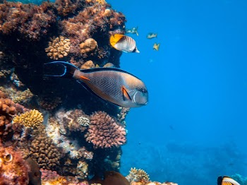 Photo of Fishes Near Coral Reefs