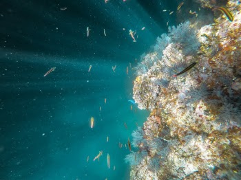 Photo of Fishes Near the Corals