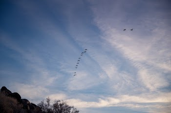 Photo of Flock of Birds Flying