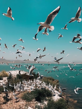 Photo of Flock of Seagulls Flying