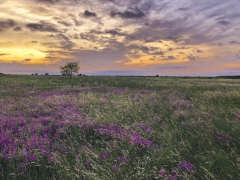Photo of Flower Field During Golden Hour